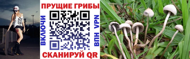 Псилоцибиновые грибы Psilocybe  гидра онион  Ардатов  купить  цена 